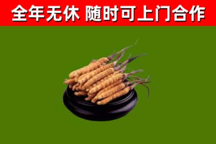 兴义市烟酒回收冬虫夏草.jpg